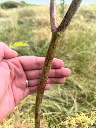 A person's hand holding a hemlock stem.